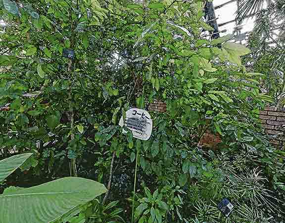 芦屋プラン株式会社七夕（たなばた1 Copilot